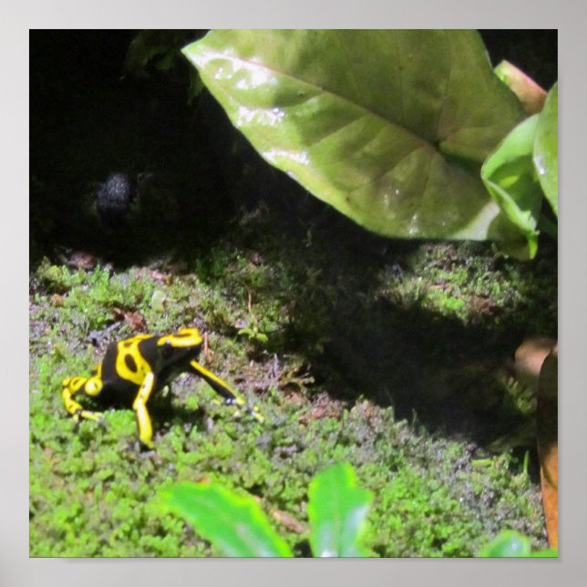 Yello Dart Frog Poster (Front)