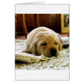 yellow 2 lab puppy (Front)