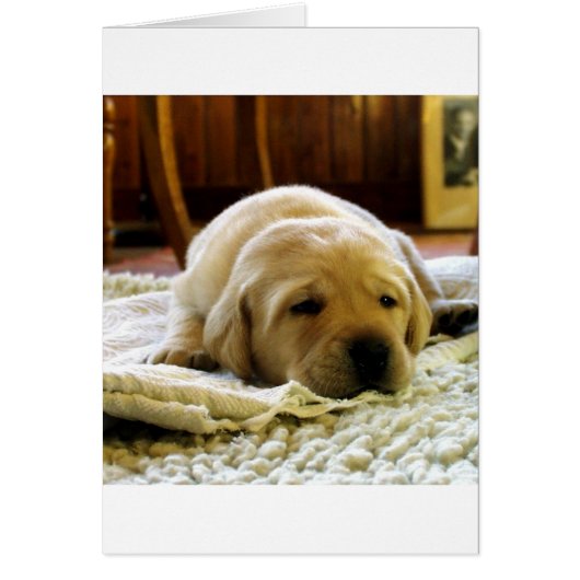 yellow 2 lab puppy (Front)