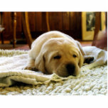 yellow 2 lab puppy cutout<br><div class="desc">lr</div>