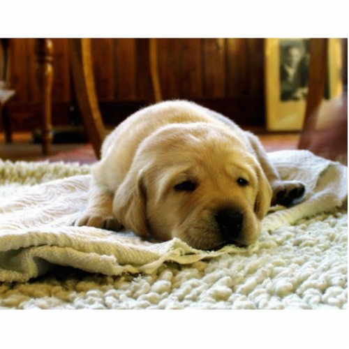 yellow 2 lab puppy cutout