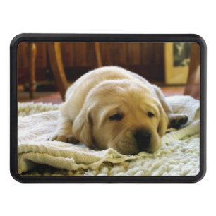 yellow 2 lab puppy hitch cover