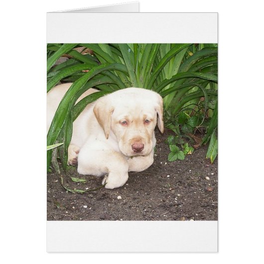 yellow 3 lab laying (Front)