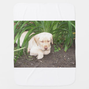 yellow 3 lab laying baby blanket