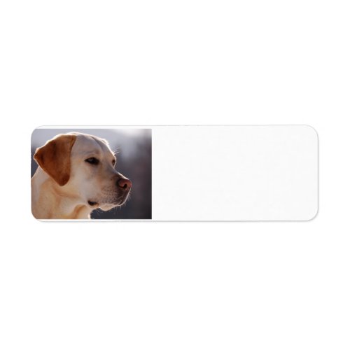 yellow 3 Labrador_Retrieverpng Label