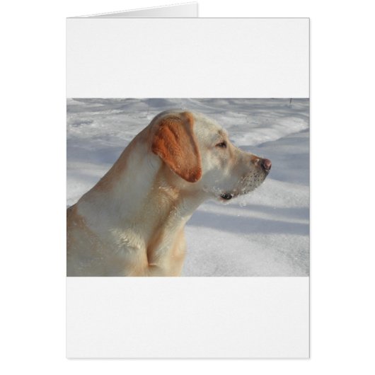 yellow 4 lab (Front)