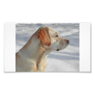 yellow 4 lab photo print