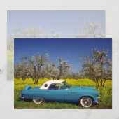 yellow 57 T-Bird flowers (Front/Back)