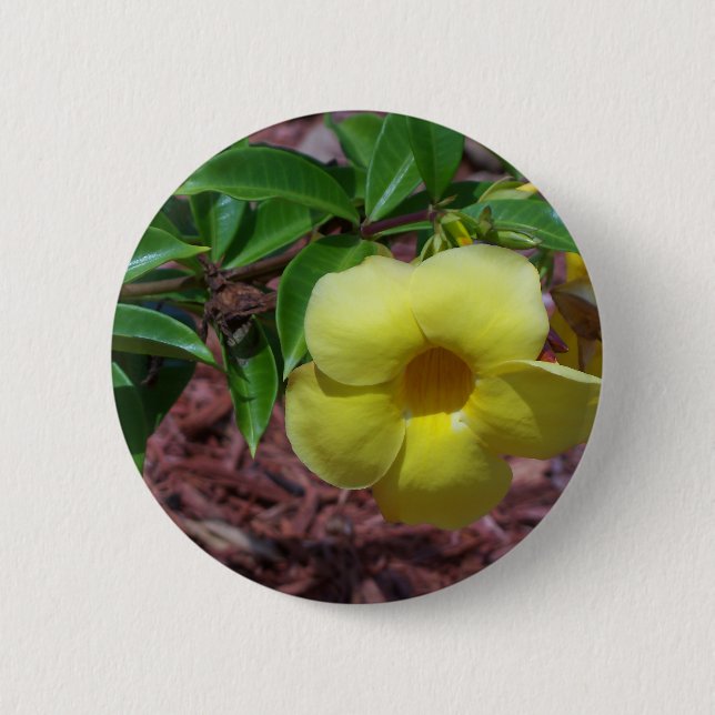 Yellow Alamanda flower Button (Front)