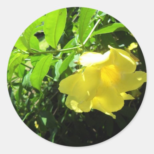 Yellow Allamanda Classic Round Sticker