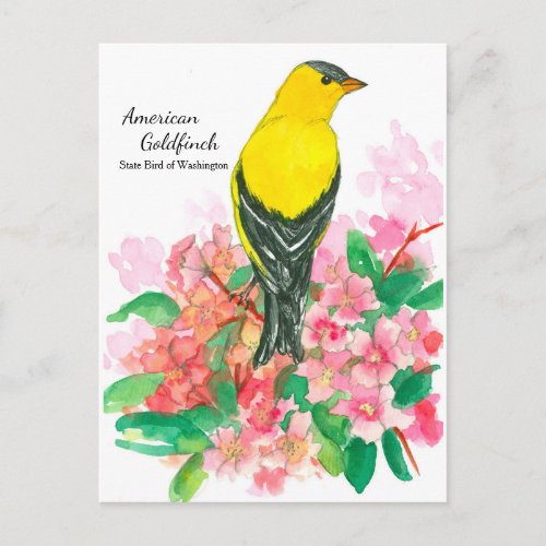 Yellow American Goldfinch State Bird of Washington Postcard