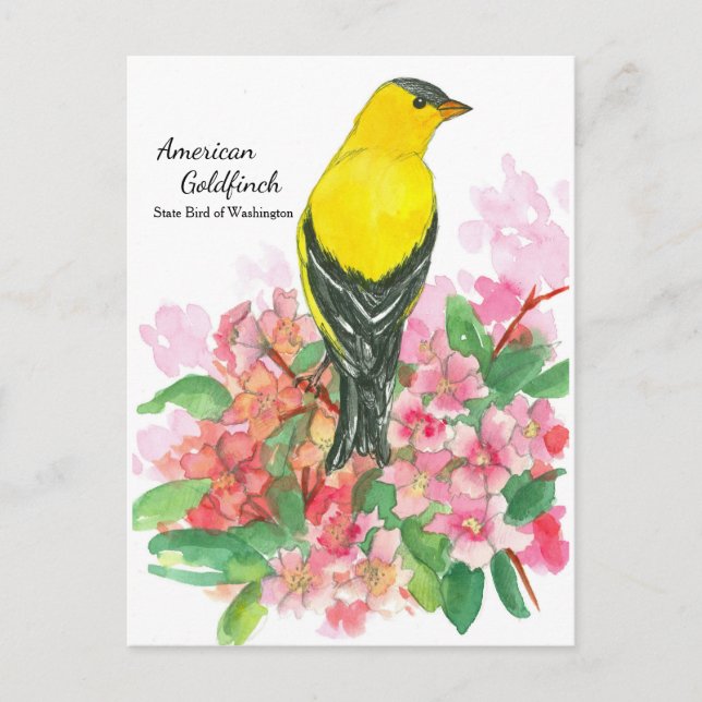 Yellow American Goldfinch State Bird of Washington Postcard (Front)