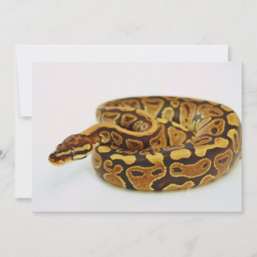 Yellow and Black Ball Python (Front)
