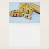 Yellow and Black Ball Python 2 (Front & Back)