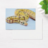 Yellow and Black Ball Python 2 (Desk)