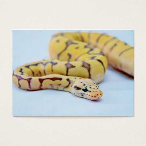 Customizable Yellow and Black Ball Python 2 Business Card Template