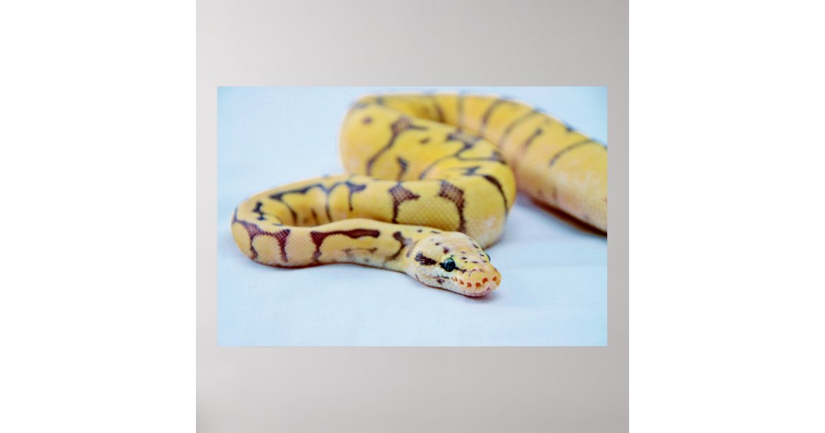 Yellow and Black Ball Python 2 Poster | Zazzle.com