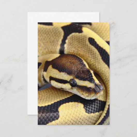Yellow and Black Ball Python 3 (Front/Back)