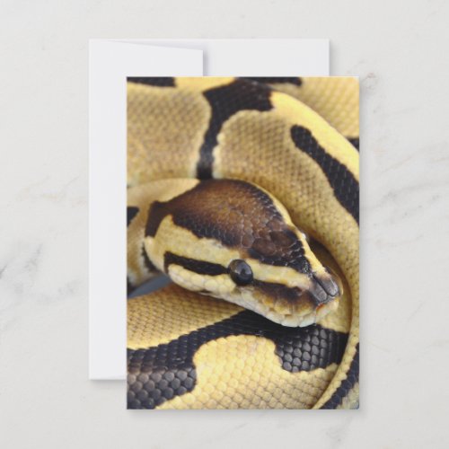 Yellow and Black Ball Python 3