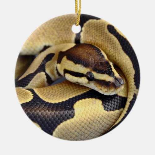 Yellow and Black Ball Python 3 Ceramic Ornament