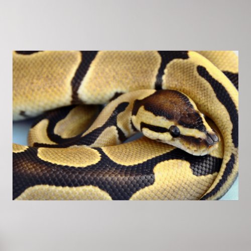 Yellow and Black Ball Python 3 Poster