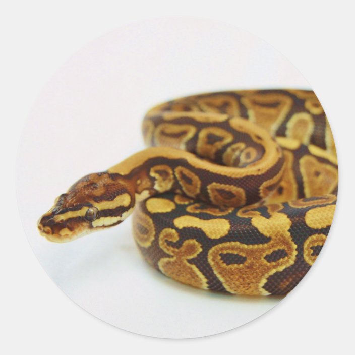 Yellow and Black Ball Python Classic Round Sticker | Zazzle.com