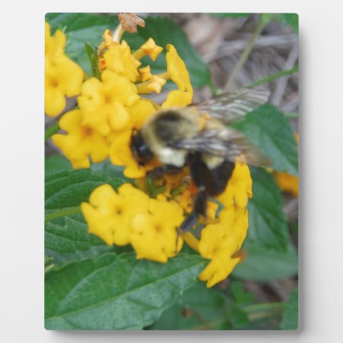 yellow and black Bee on yellow flower Plaque