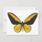 Yellow and Black Butterfly (Front)