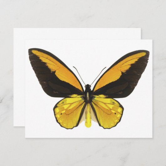 Yellow and Black Butterfly (Front/Back)