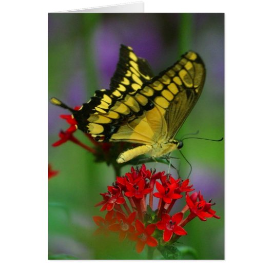 Yellow and Black Butterfly Cards (Front)
