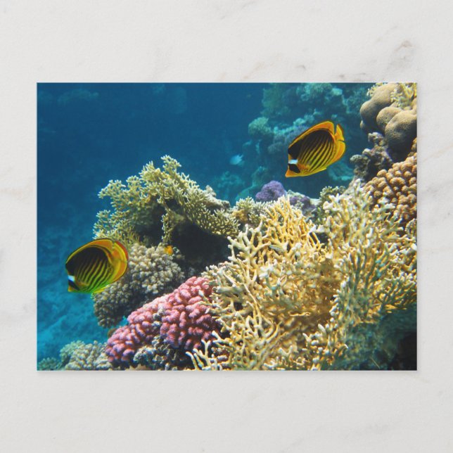 Yellow and Black Butterfly Fish Postcard (Front)
