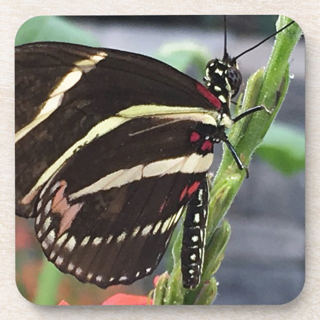 Yellow and Black butterfly wings Coaster (Front)
