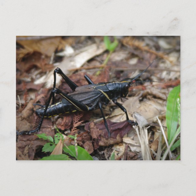 Yellow and Black Cricket Postcard (Front)