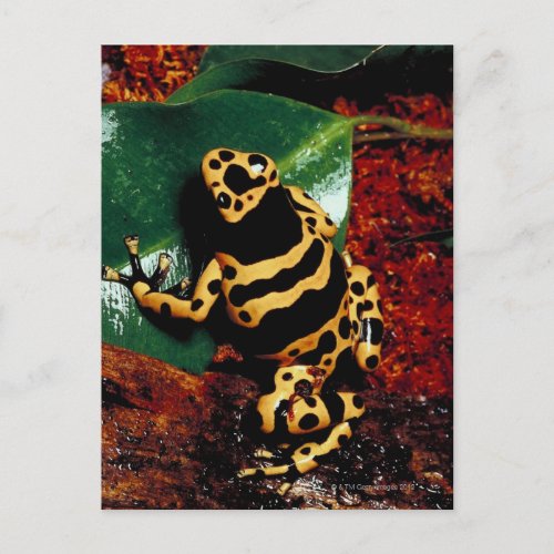 Yellow and Black Frog Postcard