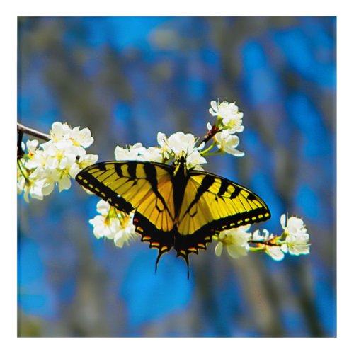 Yellow and black tiger swallowtail butterfly  acrylic print