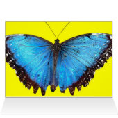 Yellow and Blue Butterfly (Inside Horizontal (Top))