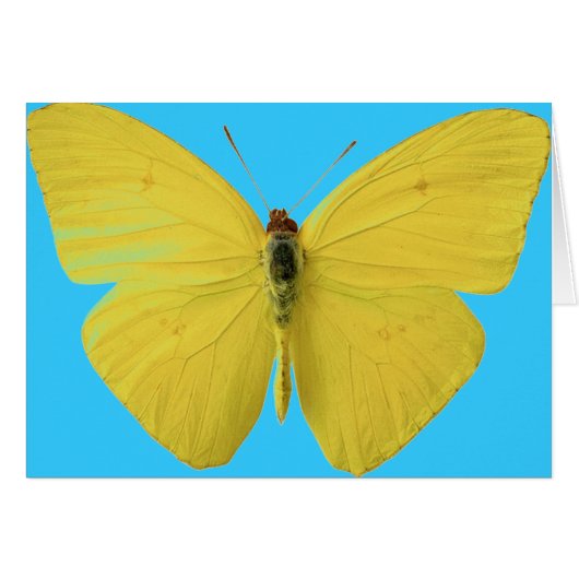 Yellow and Blue Butterfly Cards (Front Horizontal)