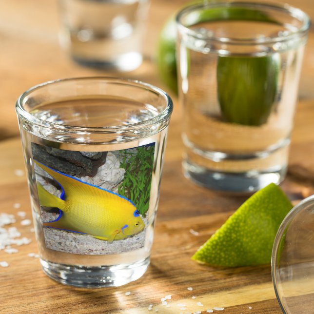 Yellow and Blue Queen Angelfish Photo Shot Glass (In Situ)