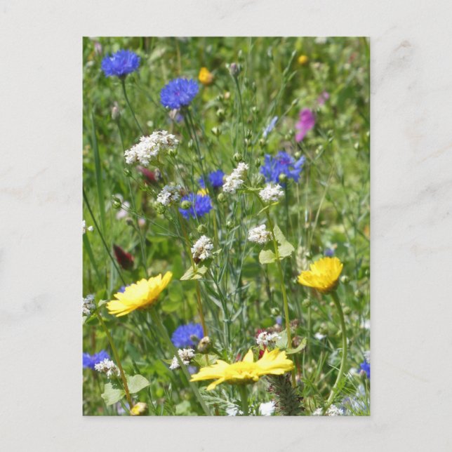 Yellow and Blue Wildflowers DIY Postcard (Front)