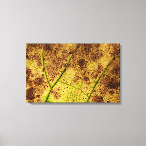 Yellow and Brown Dying Macro Leaf Canvas Print