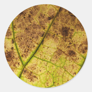 Yellow and Brown Dying Macro Leaf Classic Round Sticker