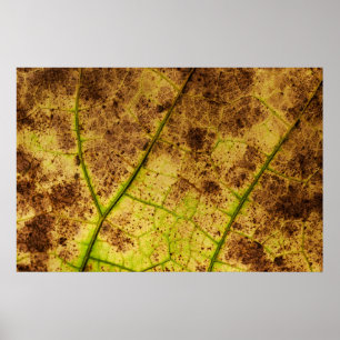 Yellow and Brown Dying Macro Leaf Poster