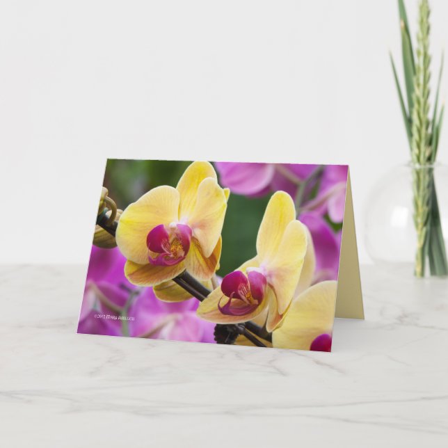 Yellow and Fushia Orchid Card (Front)