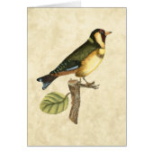 Yellow and Green Bird Perched on a Little Branch (Front)