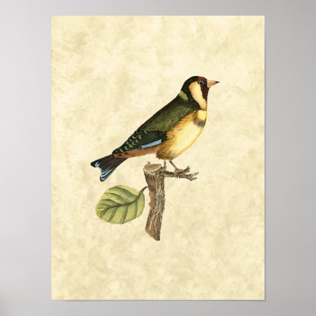 Yellow and Green Bird Perched on a Little Branch Poster (Front)