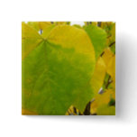 Yellow and Green Redbud Leaves Button