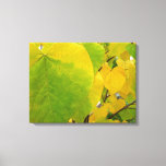 Yellow and Green Redbud Leaves Canvas Print