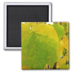 Yellow and Green Redbud Leaves Magnet
