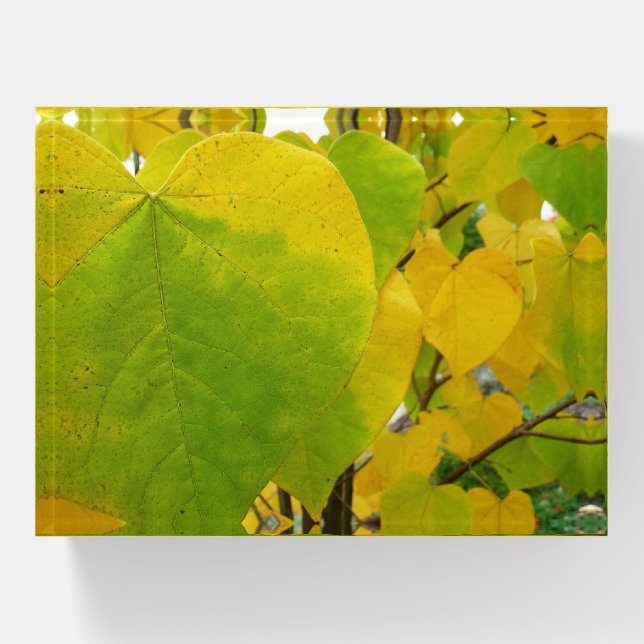 Yellow and Green Redbud Leaves Paperweight (Front)