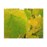 Yellow and Green Redbud Leaves Postcard